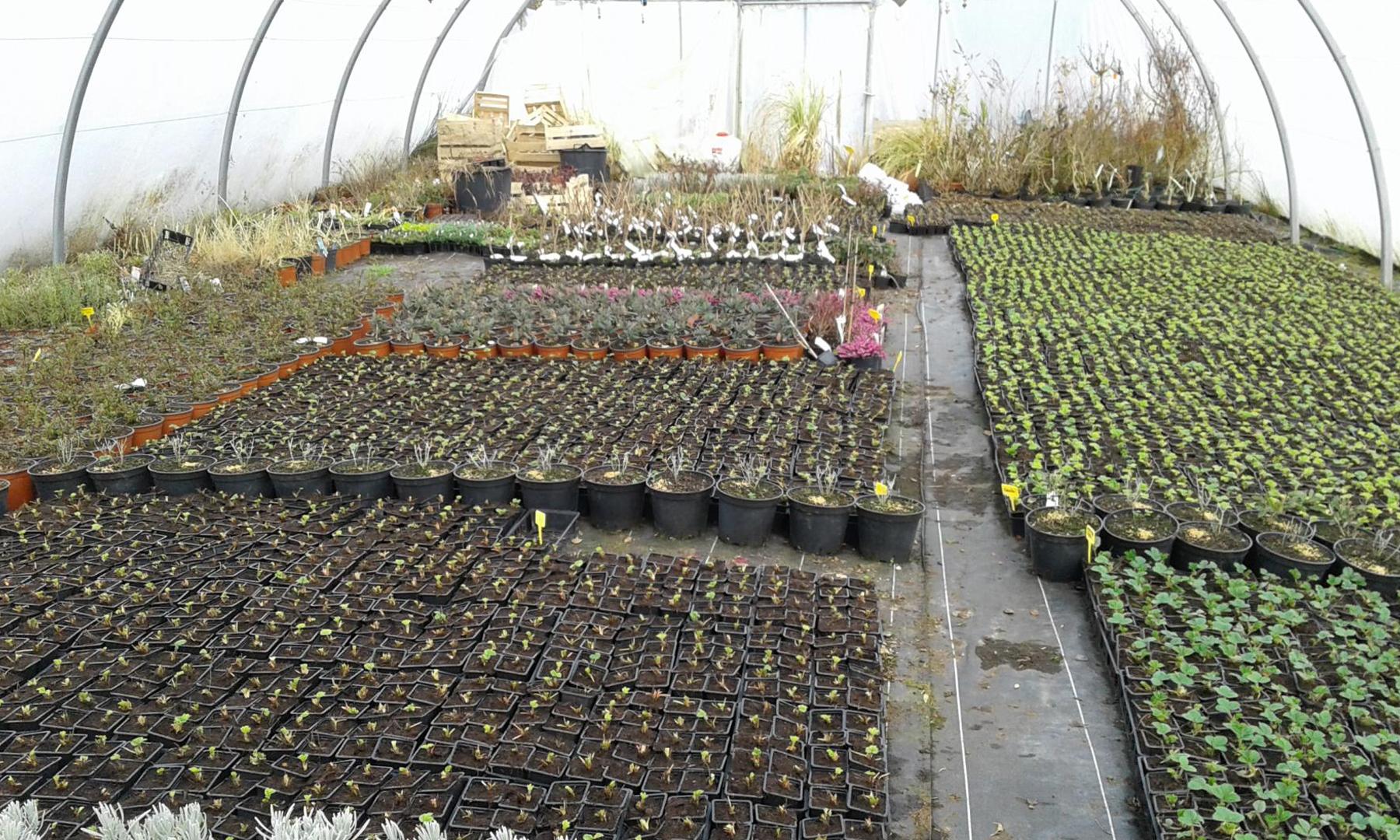 Vente d'arbres fruitiers Orléat