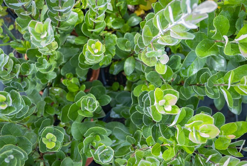 Production de plantes, Orléat
