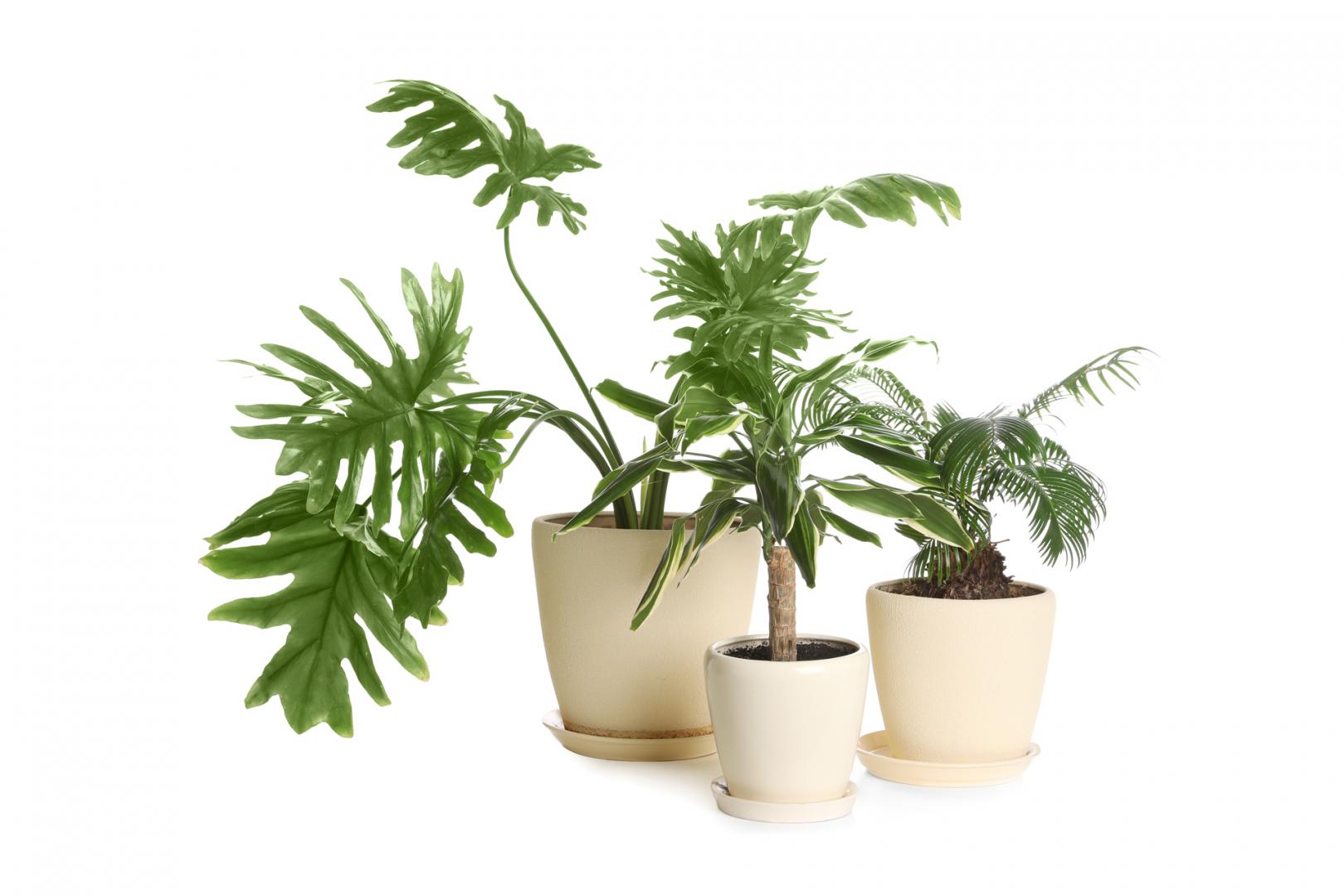 Production de plantes, Orléat