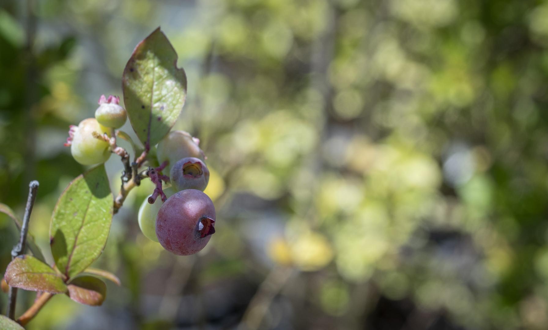 Vente d'arbres fruitiers Orléat