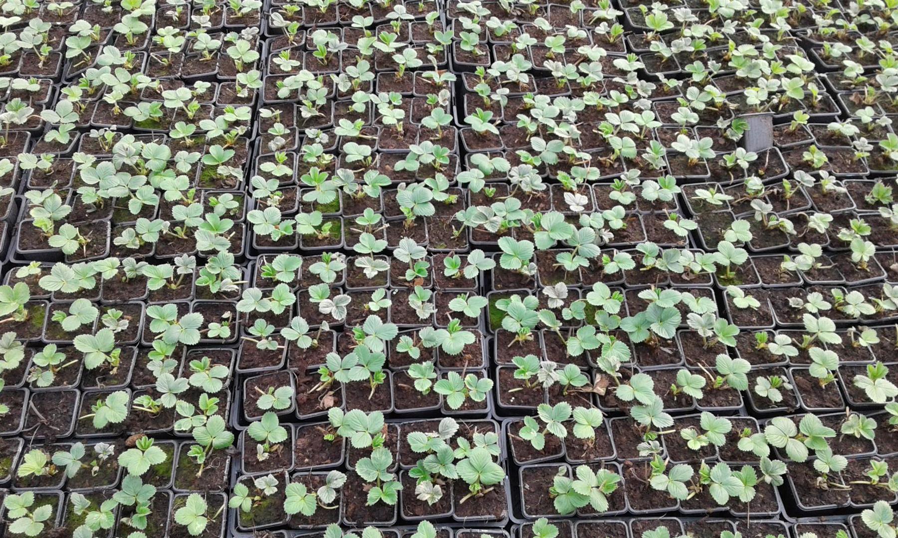 Production de plantes Orléat