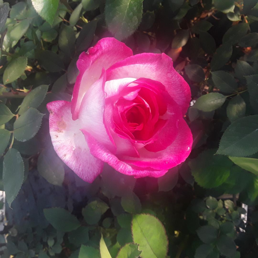 Rosier blanc rosé Production d'arbres, Orléat