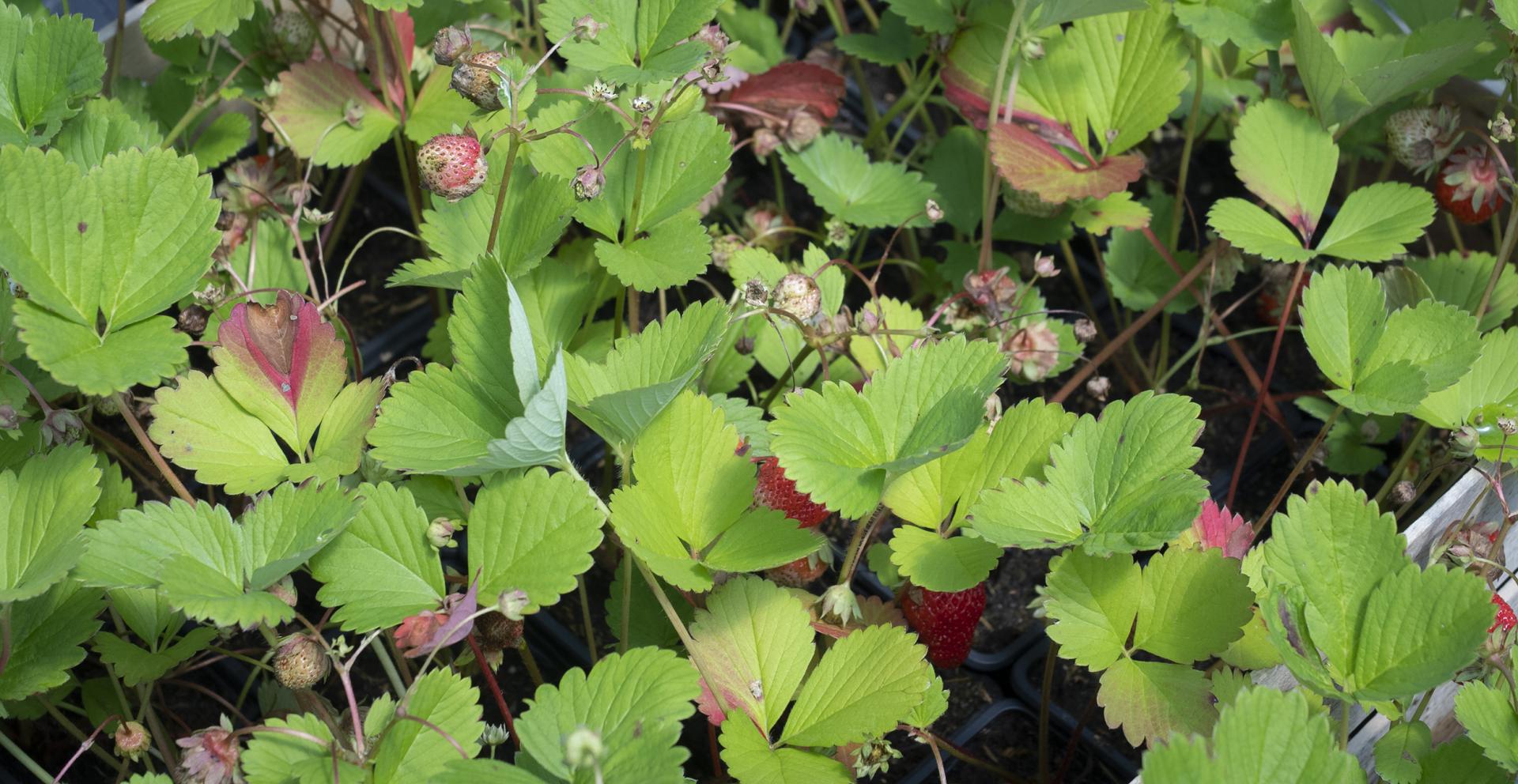 Production de plantes, Orléat