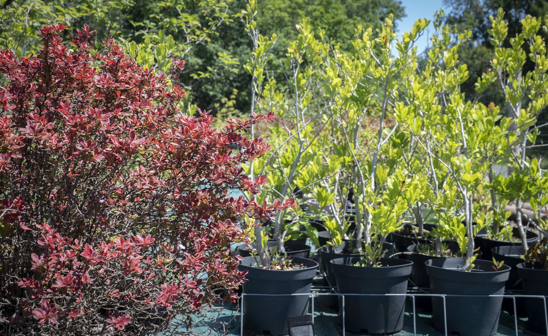Production d'arbres Orléat